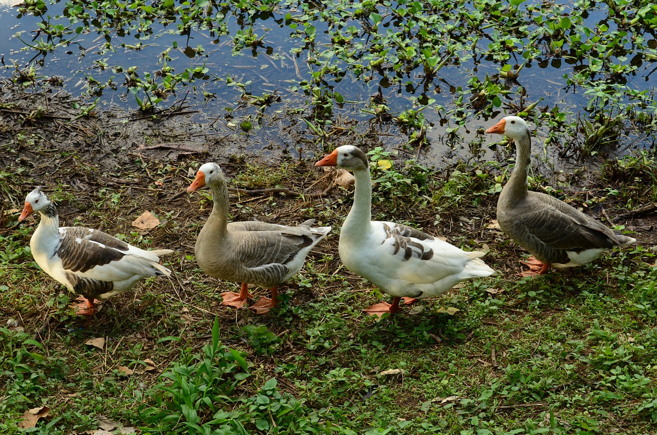 A school of ducks in a row close to a pond