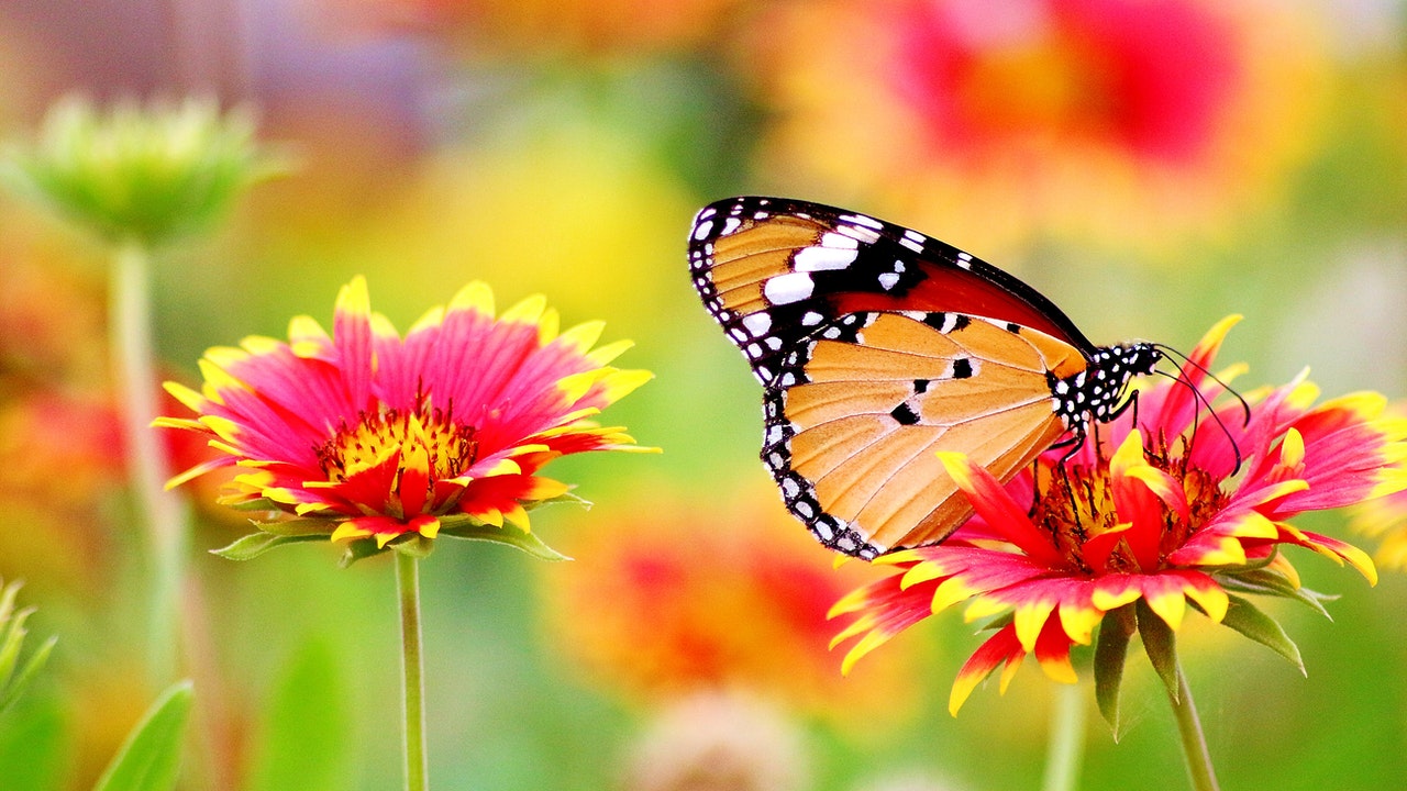 Colorful Butterfly perched on a flower