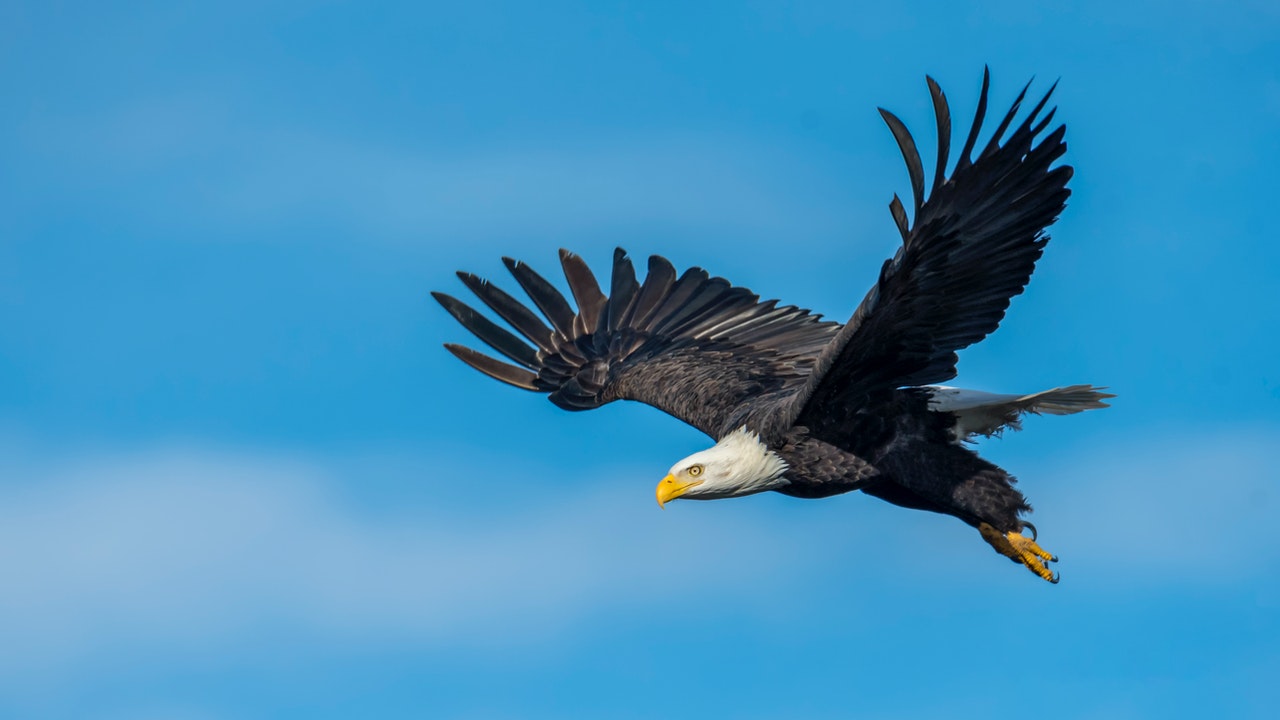 Eagle fling in the sky