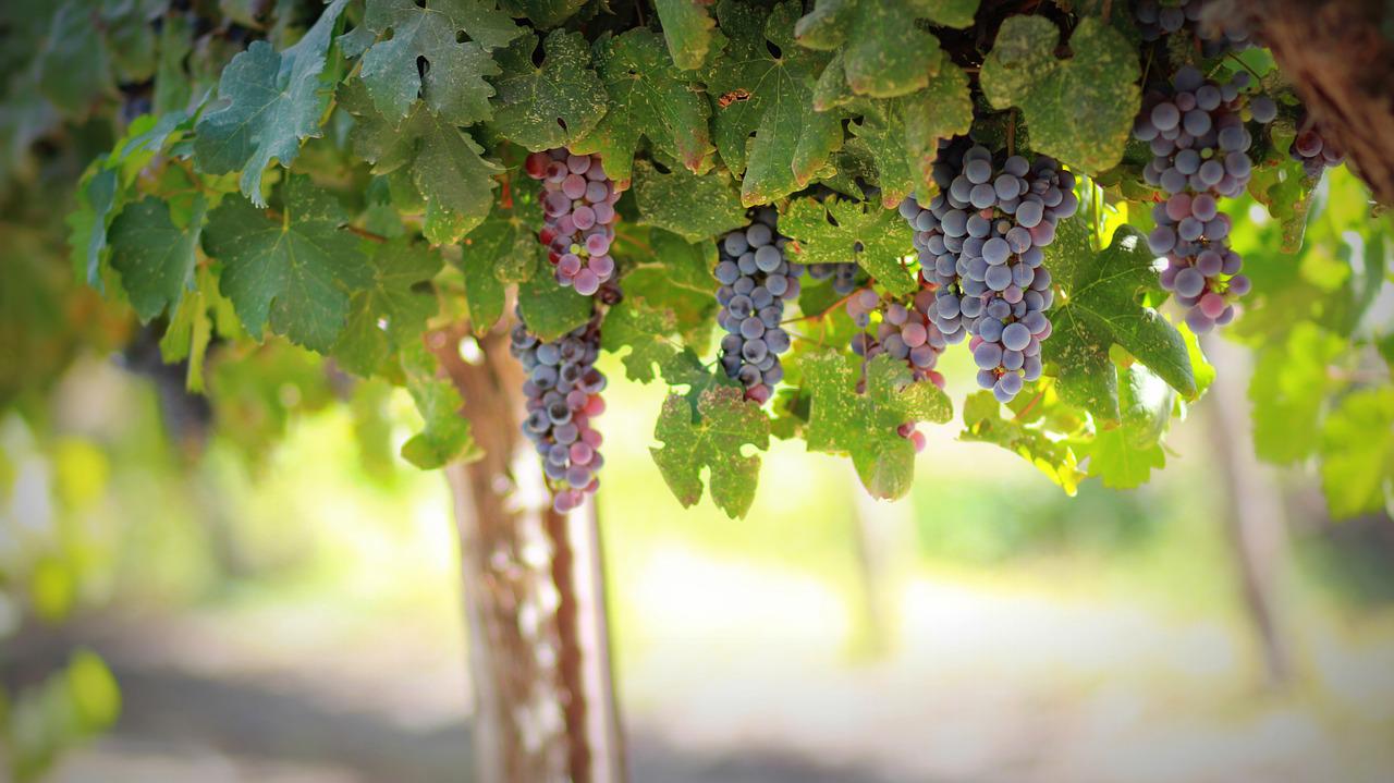 Luscious grapes on a vine