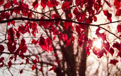 The Vine And The Branches