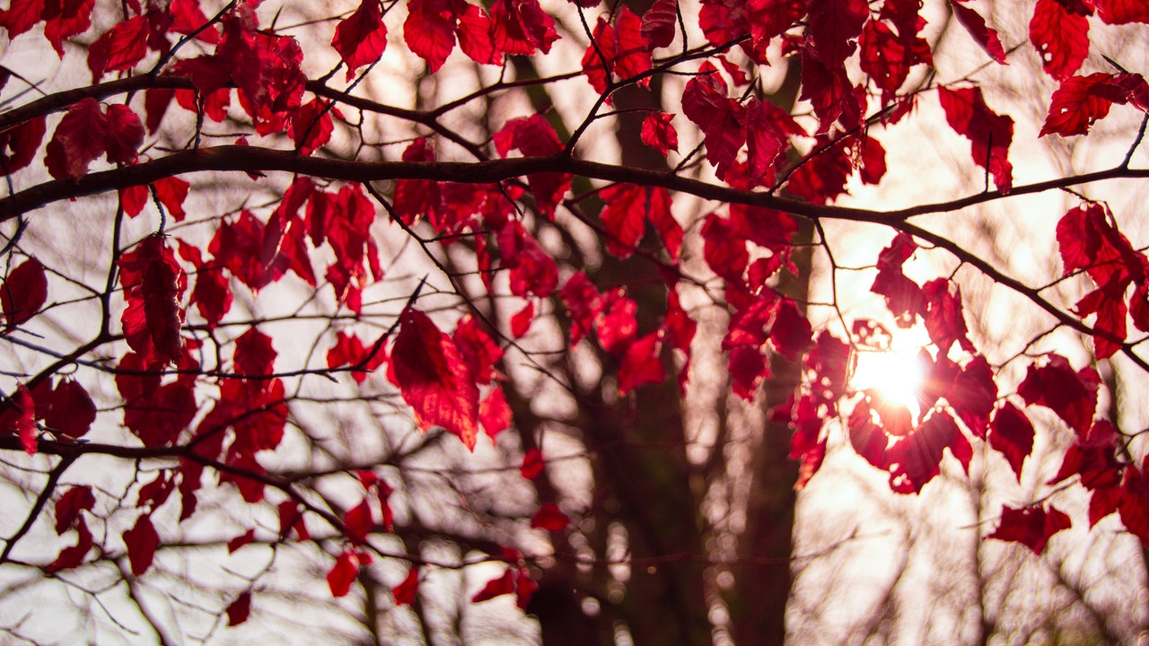 Red leafed tree