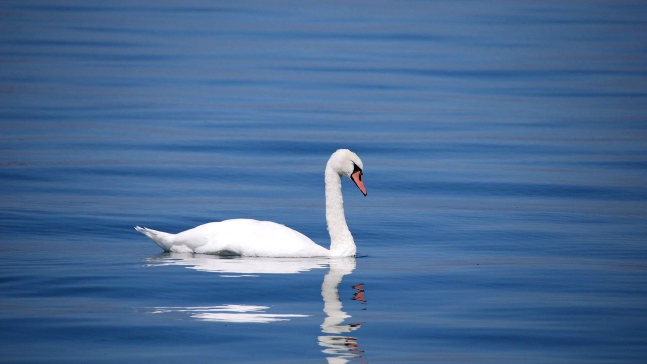 White goose on body of water.